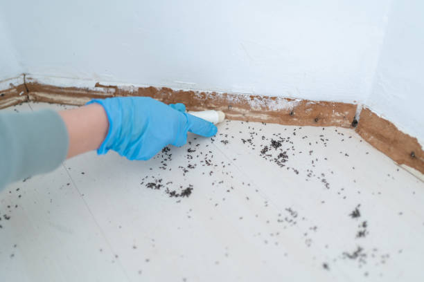 Best Bed Bug Extermination  in Kennesaw State University, GA